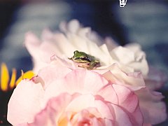 Frogs23 copia